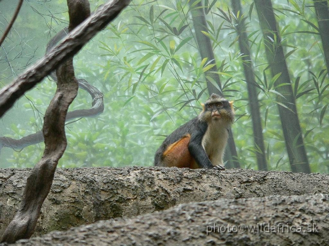 congo wolf 6.jpg - Wolf's Guenon (Cercopithecus wolfi).